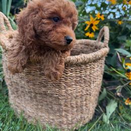 Hemlock - Red male Cavapoo puppy in Putnam, Connecticut from Driftwood Acres