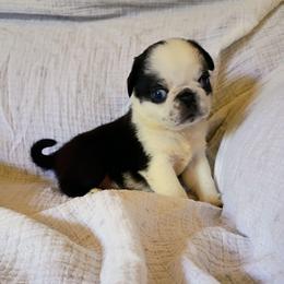 Black panda boy - Black male Pug puppy in Fall Creek, Wisconsin from Heartville Pugs