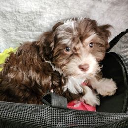 Lavender - Havanese