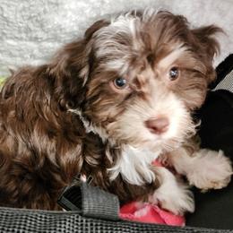 Lavender - Havanese
