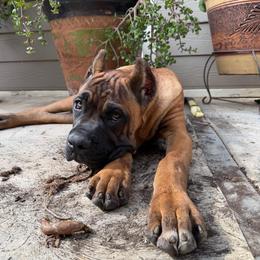 Red collar Male - Fawn male Cane Corso puppy in San Jacinto, California from Premium Cane Corso