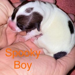 Spooky - White and tan male Russell Terrier puppy in Portland, Washington from Mountain Ash Farms