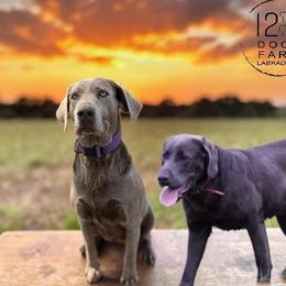 Dilute Retriever puppies from 12 Door Farm Labradors