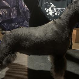 YADI - Miniature Schnauzer