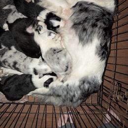 Australian Shepherd and Great Dane Puppies from AEW Farm