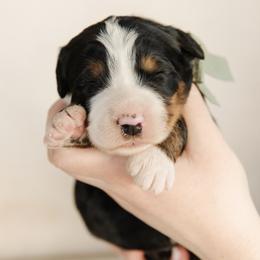 'Greg' Green Collar Male - Tri-color male Bernedoodle puppy in Kamas, Utah from A + E Farms
