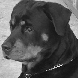 Rottweilers from Cascade Rottweilers of the Pacific Northwest