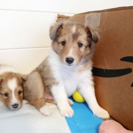 Maestro - Sable merle and white male Shetland Sheepdog puppy in Aliquippa, Pennsylvania from Fancypants Shetland Sheepdogs