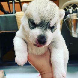Siberian Husky Puppies from Sassenach Siberians