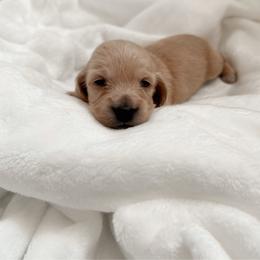 Daisy Mae - Cream female Dachshund puppy in San Diego, California from Enchanted little dachshunds