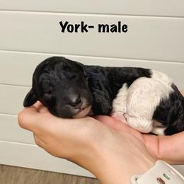 York - Phantom male Goldendoodle puppy in Milford, Pennsylvania from Doodles Are Golden