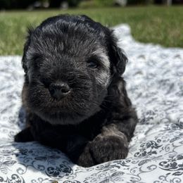 Boy 1 - Salt and pepper male Miniature Schnauzer puppy in Biggs, California from Melton's Mini Schnauzers