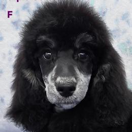 Purple Collar - Phantom female Poodle puppy in Round Lake, Illinois from Heather's Poodles
