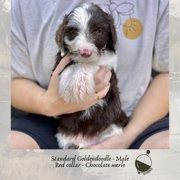 Bobber - Merle male Goldendoodle puppy in Garland, Texas from Twilight Doodles