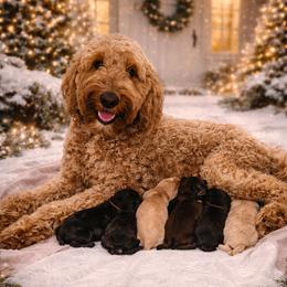 Double Doodle puppies from Rock Creek Doodles