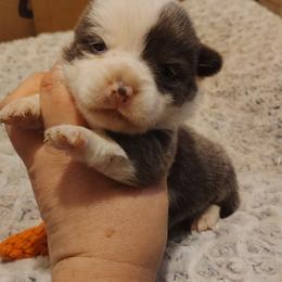 Boy 1 - Gray and white male American Corgi puppy in Odessa, Missouri from LOYAL T K9's CORGIS