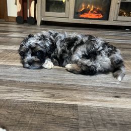 Turkey - Mini Shihpoo - Merle male Shihpoo puppy in Mason, Illinois from Rockiń N Kennel