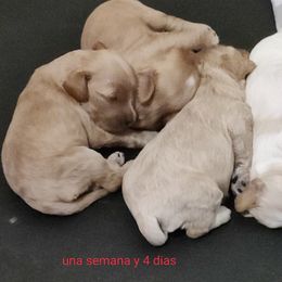 Cockapoo Puppies from Daysi's Puppies