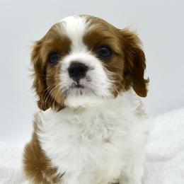 Cavalier King Charles Spaniel Puppies from Goddens Cavaliers