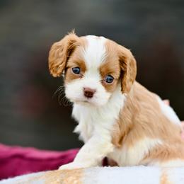 Pumpkin - Blenheim female Cavalier King Charles Spaniel puppy in Sugarcreek, Ohio from Chocolate Cavalier