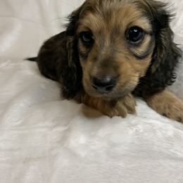 Dachshund Puppies from Golden Creek Farm