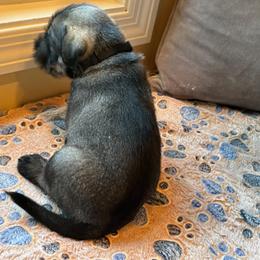 Standard Schnauzer Puppies from Harbor Hill Standard Schnauzers