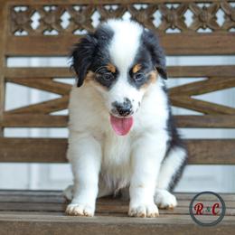 Sid - Black tri male Miniature Australian Shepherd puppy in Buna, Texas from R & C Kennels