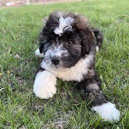 Aussiedoodle Puppies from Soap Creek Kennels