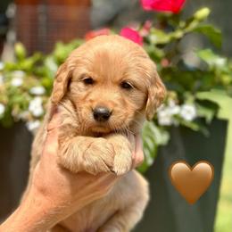 Brown - Golden male Golden Retriever puppy in Calistoga, California from Willow’s AKC Golden Retrievers