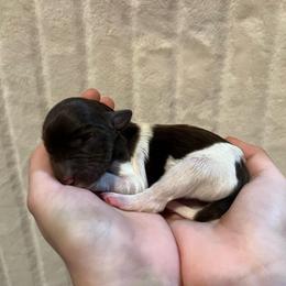 Lambo (Lamborghini) - Brown and white male Aussiedoodle puppy in Springfield, Missouri from Aspen River Doodles