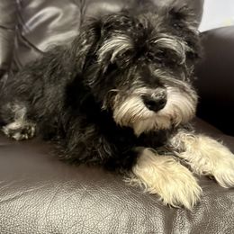 Miniature Schnauzer Puppies from Patty’s Little Pups