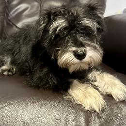 Miniature Schnauzer Puppies from Patty’s Little Pups