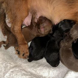 Black tan LH - Black and tan male Dachshund puppy in Lakeland, Florida from Elite Doxies Florida