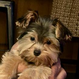 Cali-click for price,info - Black and tan female Yorkshire Terrier puppy in Kingston, Oklahoma from Lake Life