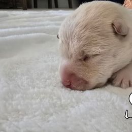 Willow - Wheaten female Scottish Terrier puppy in Albuquerque, New Mexico from Johnson's Highland Terriers