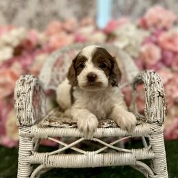 Cookie - Red and white female Cockapoo puppy in Rolla, Missouri from Diamond K
