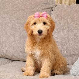 Molly - Cream female Goldendoodle puppy in Valdosta, Georgia from Designer Doodles of South GA