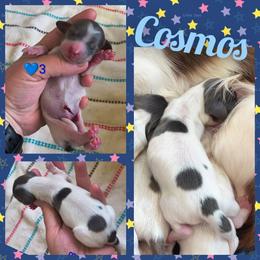 Cosmos - Blue and cream male Dachshund puppy in Grove, Oklahoma from Dachs on the lake