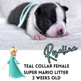 Rosalina - Blue female Boston Terrier puppy in West Jefferson, Ohio from Kline Kennels