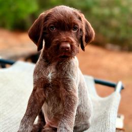 Bijou - Brown and gray female Wirehaired Pointing Griffon puppy in Shelbyville, Texas from AndersonK9Kennels Bayou Beards