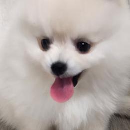 Pomeranians from Glacial Pomeranians