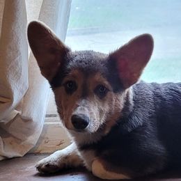 Asher - Pembroke Welsh Corgi