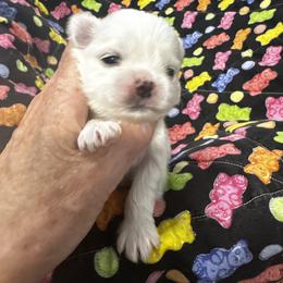 Bella Dolce Boy1 - White male Maltese puppy in Phoenix, Arizona from Bella Dolce Maltese