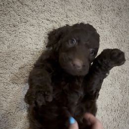 Zoey - Chocolate female Labradoodle puppy in Spur, Indiana from Purple Heart Canines