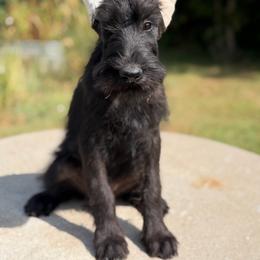 Elizabeth - Black female Giant Schnauzer puppy in Bois D’arc, Missouri from Down Low Kennels