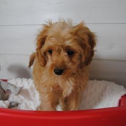 Rusty - Red male Cavapoo puppy in Mountain Grove, Missouri from Dogwood & Sassafras Companions