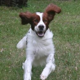 Irish Red and White Setter All Grown Up from Ridgepoint