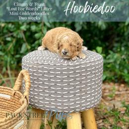 Hoobiedoo - Apricot male Goldendoodle puppy in Paxville, South Carolina from Pack Street Pups
