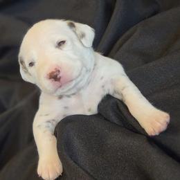 Boy 1 - male Dalmatian puppy in Spring Branch, Texas from D'vine Dalmatians