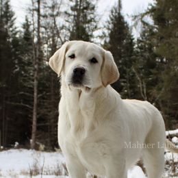 Nyra - Labrador Retriever